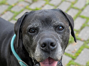 Liebevoller Seniorhund Kalle sucht ein neues Zuhause