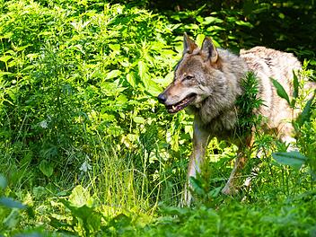 Wolf